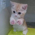 kupidswjps's Avatar'