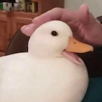 Mr.Duck6's Avatar'