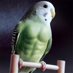 tzsiq's Avatar'