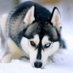 Storm.Wolf's Avatar'