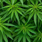 GreenLikeDrugs's Avatar'