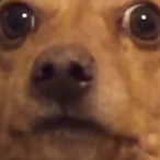 TraitorTurtle's Avatar'