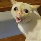 StretchZen's Avatar'