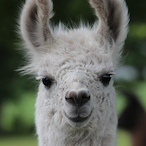 Llama._'s Avatar'