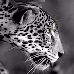 JammyJoeIRoll4KT's Avatar'