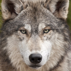 VanishWolfen's Avatar