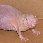 sleepylildih's Avatar'