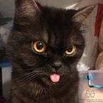 TheDerpyCat's Avatar'