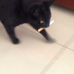 kittywithaciggy's Avatar'
