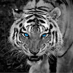 Swing my xim202's Avatar'