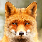 Ruby.Fox's Avatar'