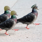 ThePigeonLord.'s Avatar'