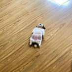 legjt roller's Avatar'