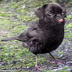 BlaZe_Volt's Avatar'