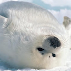 Im_1.5_made's Avatar'