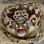TreySmithballs's Avatar'