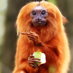 KONGERLO's Avatar'