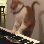 twincasaurusrex's Avatar'