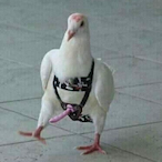 TaubenMan._.'s Avatar'