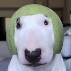 WalterTheDog_-'s Avatar'