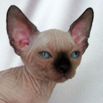 HetIsDBradgeHier's Avatar'