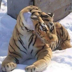 FreeAbalos.'s Avatar'