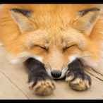 NGRno13FOX's Avatar'