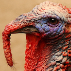 MePareNuPesh's Avatar'