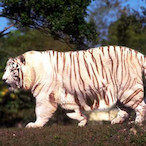 WhiteTiger.-.-.'s Avatar'