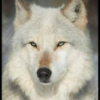KyleTheFloof's Avatar'