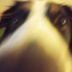SquidlyAdams's Avatar'
