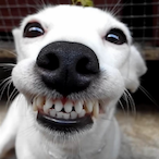 Klar.DZ's Avatar'