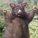 walk up blue's Avatar'