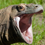 Scad_Komodo's Avatar'