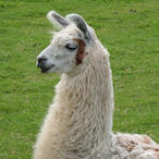 PuffyLlama's Avatar'