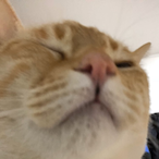 MeowHatZ's Avatar'