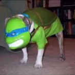 UltraGoose568's Avatar'