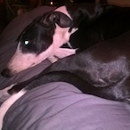 ClaimingIceman's Avatar