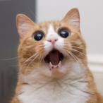 fehyk's Avatar'