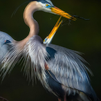 Bubbles21073's Avatar'