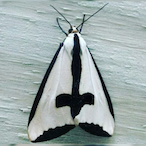 TheTenthDentist's Avatar'