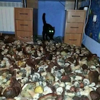 misslizzy.'s Avatar'