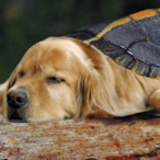 Himmelwolf.WP's Avatar'