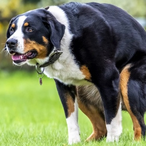 Adana-01-Koeln's Avatar'