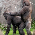 BigMonkeyCaulk's Avatar'