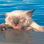 laggmasterer1's Avatar'