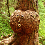 VolatileTree800's Avatar'