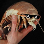 baybladee's Avatar'