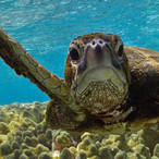 SirSeeTurtle's Avatar'