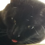 StudentDoggy's Avatar'